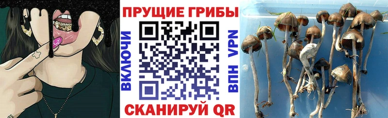 Галлюциногенные грибы мицелий  Рудня 